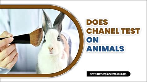 chanel tested on animals